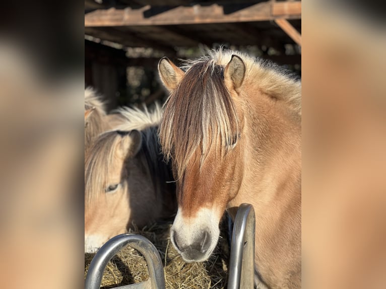 Koń fiordzki Klacz 15 lat 147 cm Bułana in BonnBonn