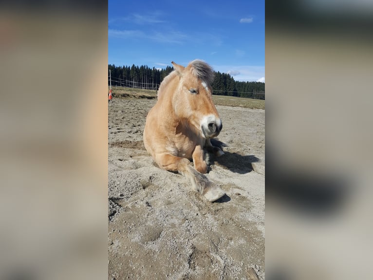 Koń fiordzki Klacz 16 lat 141 cm Bułana in Neumarkt-Sankt Veit