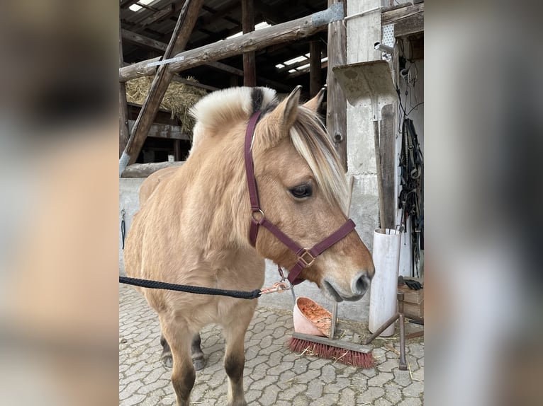 Koń fiordzki Klacz 16 lat 144 cm Bułana in Lautertal