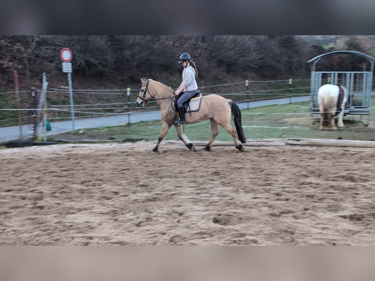 Koń fiordzki Klacz 16 lat 146 cm Bułana in Morsbach