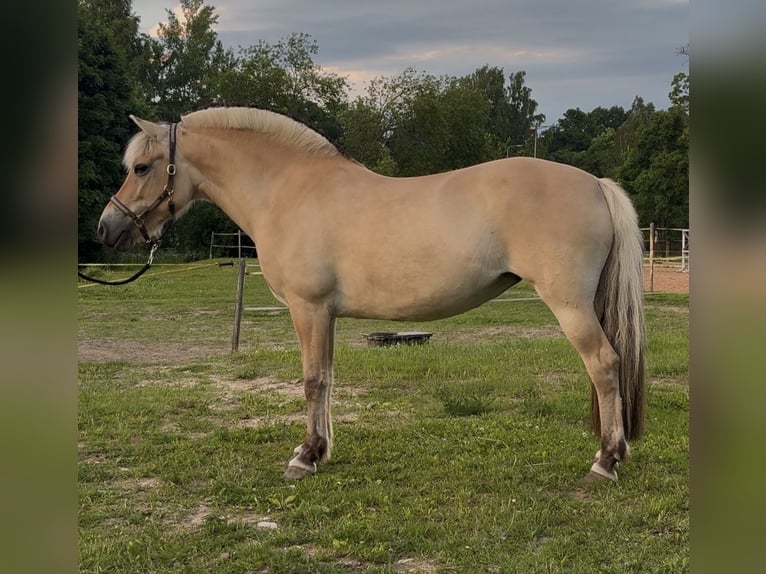 Koń fiordzki Klacz 17 lat 143 cm  in Valga