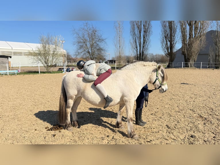 Koń fiordzki Klacz 18 lat 140 cm Bułana in Wandlitz
