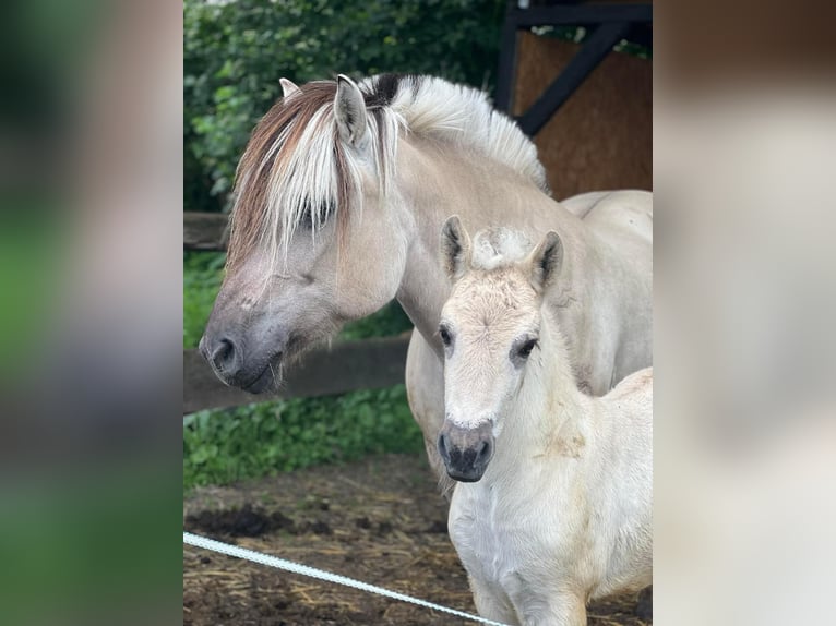 Koń fiordzki Klacz 18 lat 148 cm Bułana in Mechernich