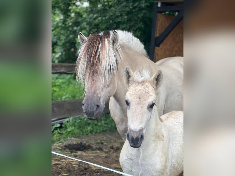 Koń fiordzki Klacz 18 lat 148 cm Bułana in Mechernich