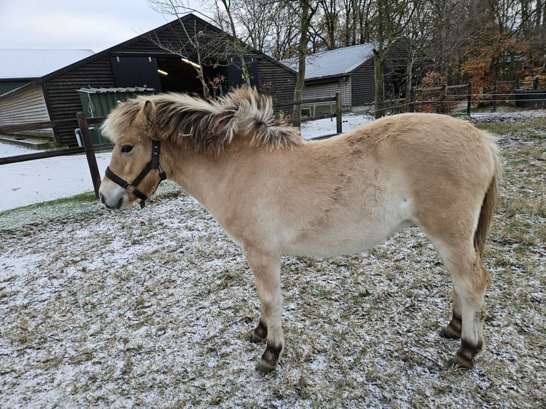 Koń fiordzki Klacz 1 Rok 123 cm Bułana in Leende