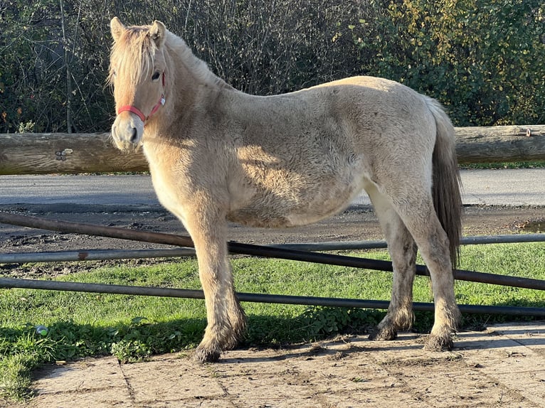 Koń fiordzki Klacz 1 Rok 135 cm Bułana in Bonn