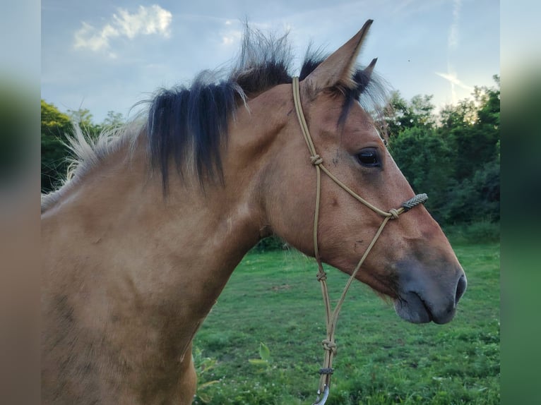 Koń fiordzki Mix Klacz 1 Rok 140 cm Bułana in Orbottyan