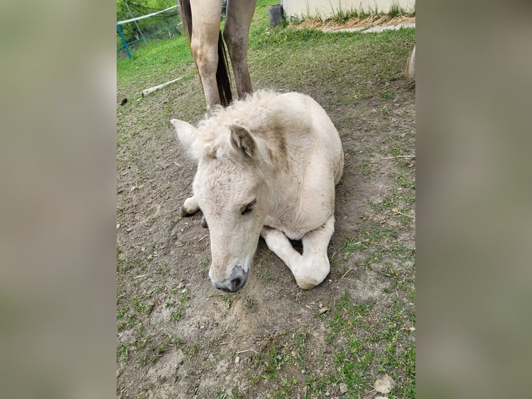 Koń fiordzki Klacz 1 Rok 145 cm Bułana in Edelsbach bei Eggersdorf
