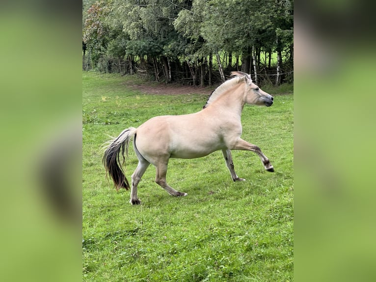 Koń fiordzki Klacz 1 Rok 150 cm Bułana in Alsfeld