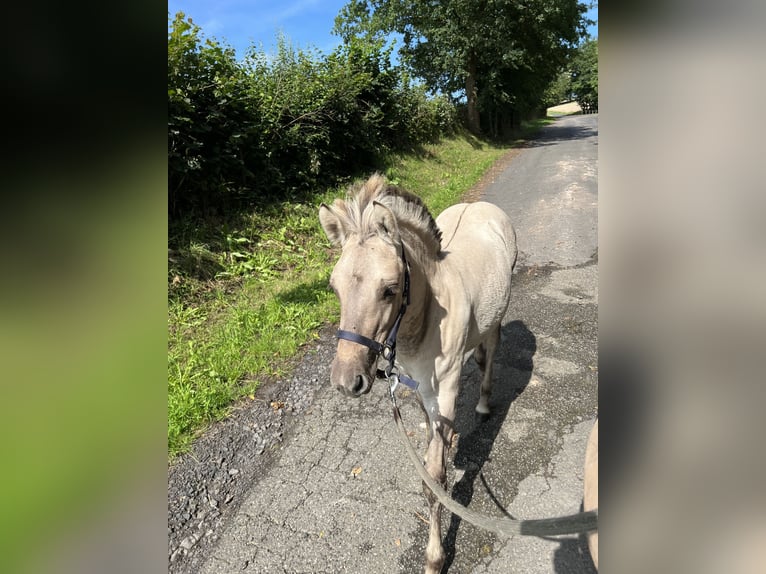 Koń fiordzki Klacz 1 Rok 150 cm Bułana in Alsfeld