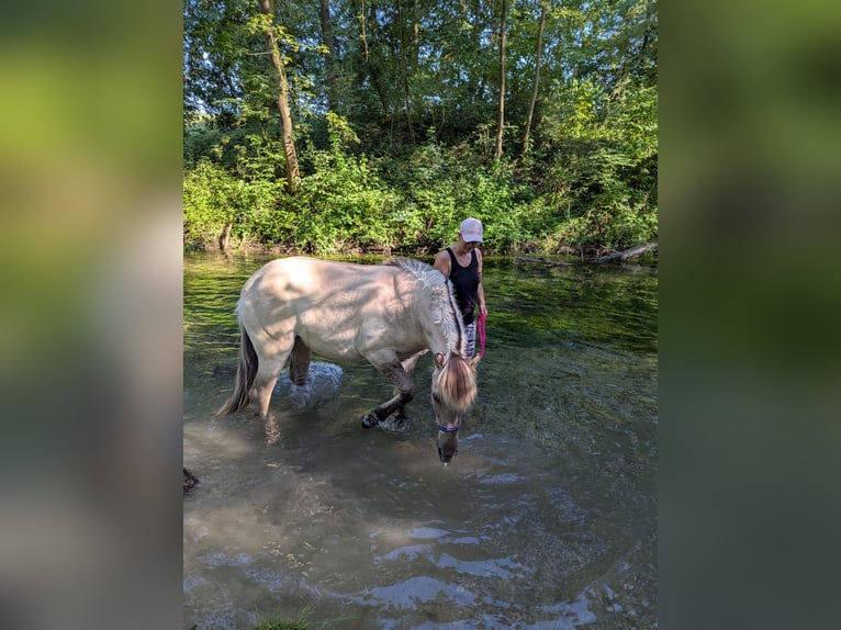 Koń fiordzki Klacz 1 Rok Bułana in Geisenhausen