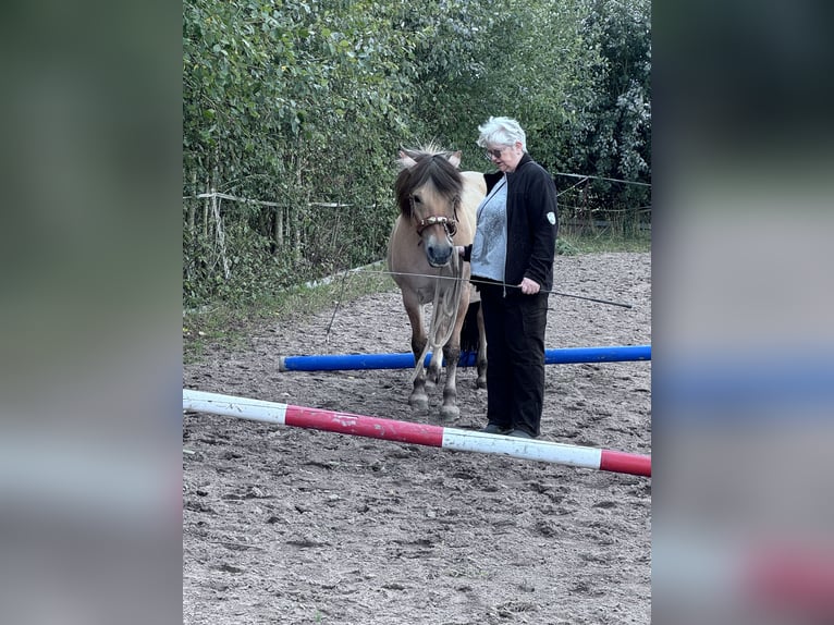 Koń fiordzki Klacz 22 lat 138 cm Bułana in Lahnau