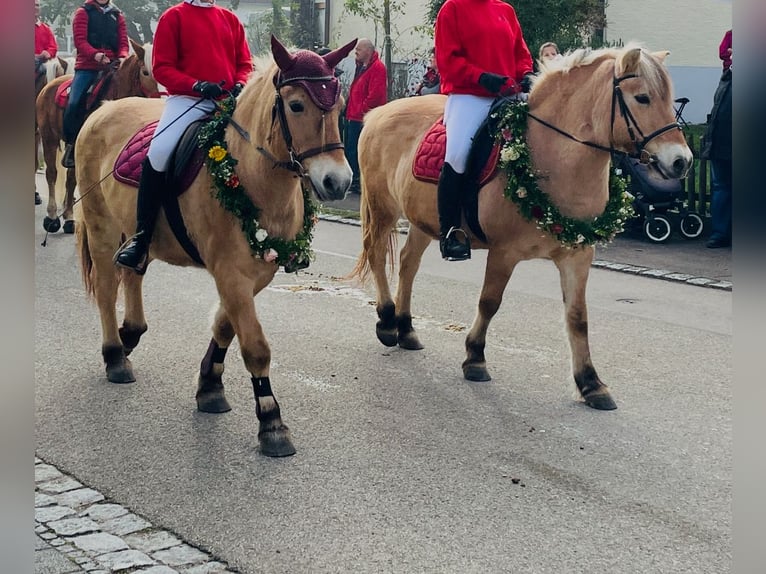 Koń fiordzki Klacz 23 lat 142 cm in Schwenningen
