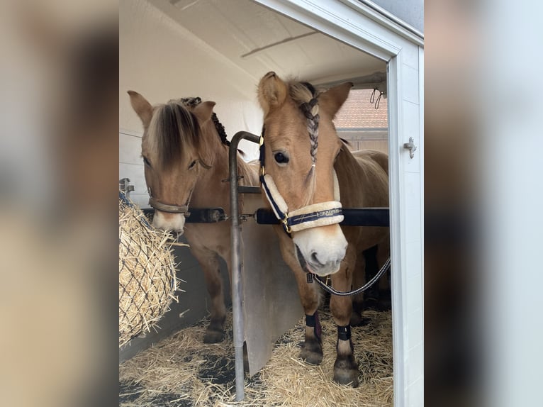 Koń fiordzki Klacz 23 lat 142 cm in Schwenningen