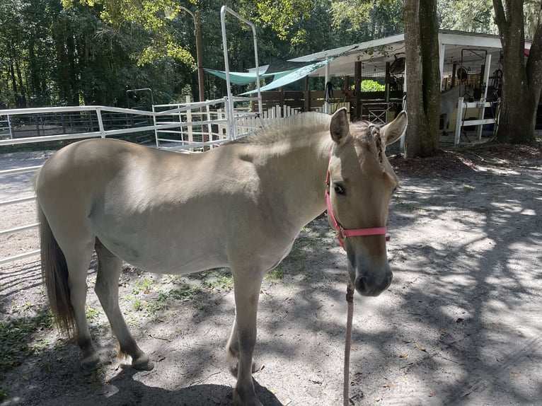 Koń fiordzki Klacz 2 lat 122 cm Bułana in Saint Augustine