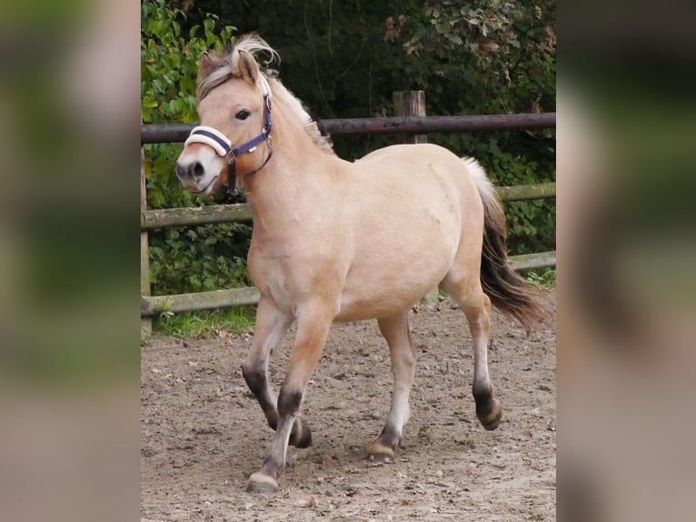 Koń fiordzki Klacz 2 lat 125 cm in Dorsten