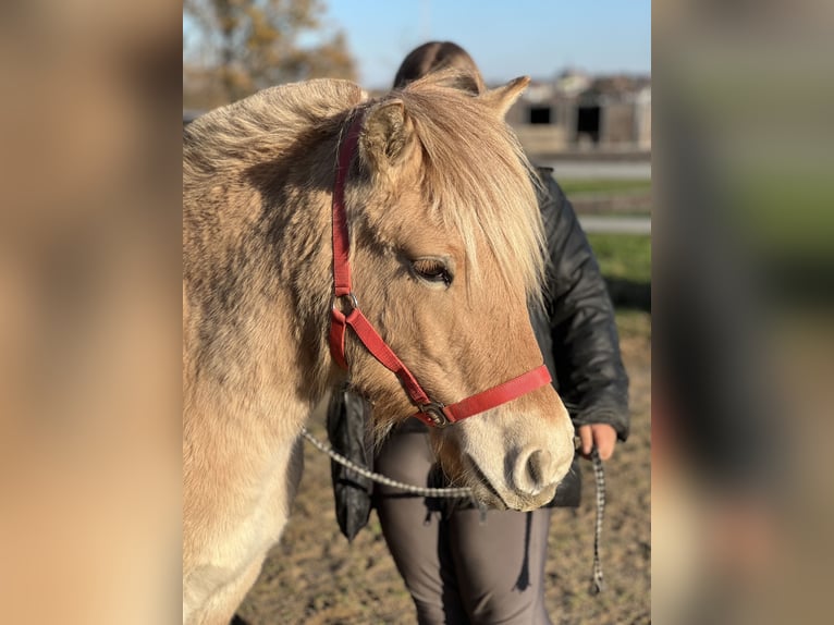Koń fiordzki Klacz 2 lat 135 cm Bułana in Bonn