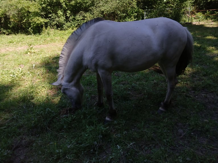Koń fiordzki Klacz 2 lat 145 cm Bułana in Mechernich