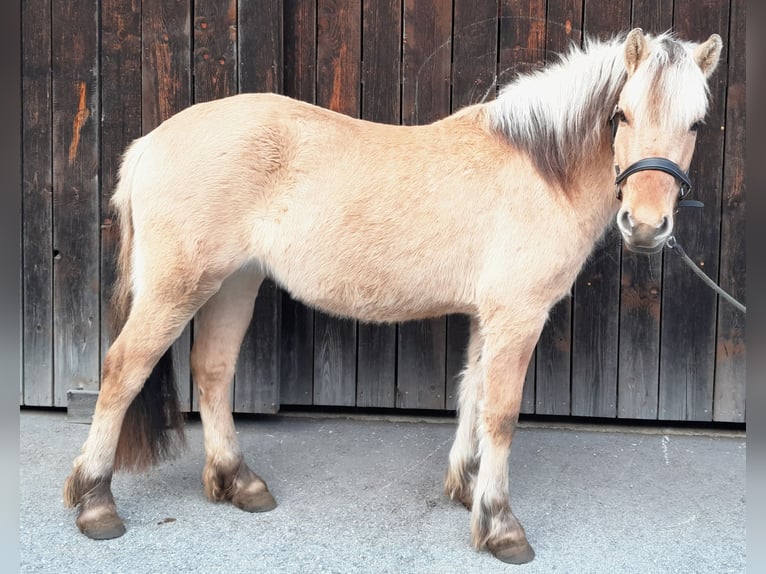 Koń fiordzki Klacz 3 lat 140 cm Bułana in Übelbach