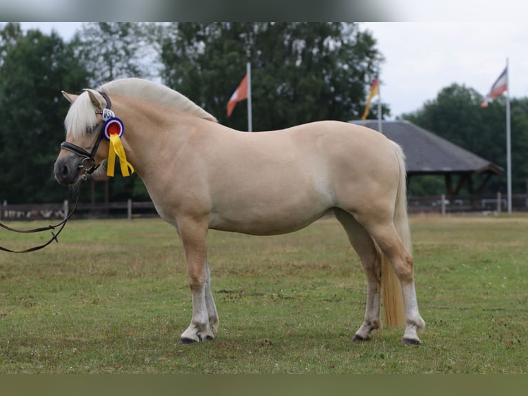 Koń fiordzki Klacz 3 lat 142 cm Bułana in Alt Duvenstedt