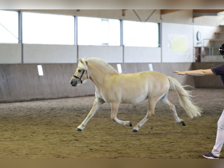 Koń fiordzki Klacz 3 lat 142 cm Bułana in Alt Duvenstedt