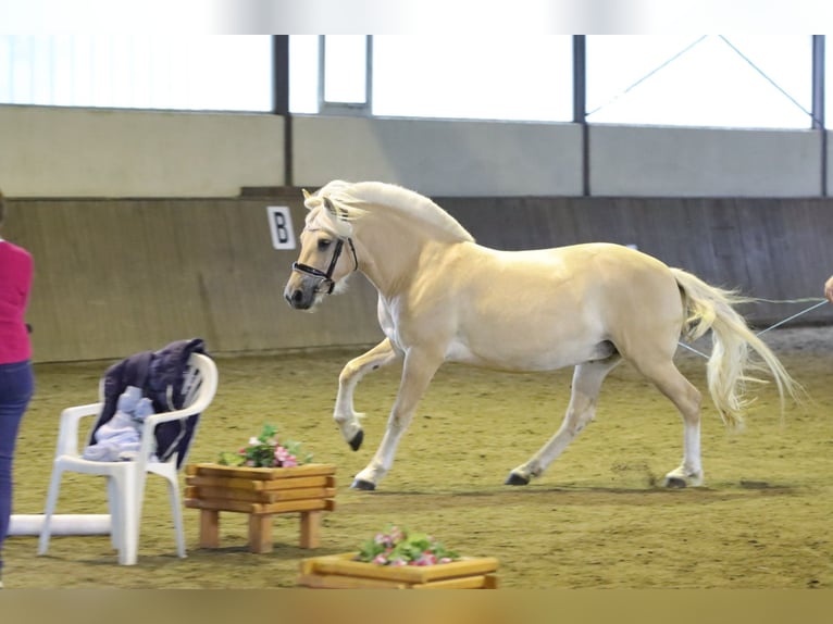 Koń fiordzki Klacz 3 lat 142 cm Bułana in Alt Duvenstedt