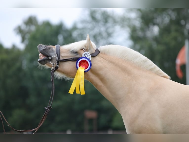 Koń fiordzki Klacz 3 lat 142 cm Bułana in Alt Duvenstedt