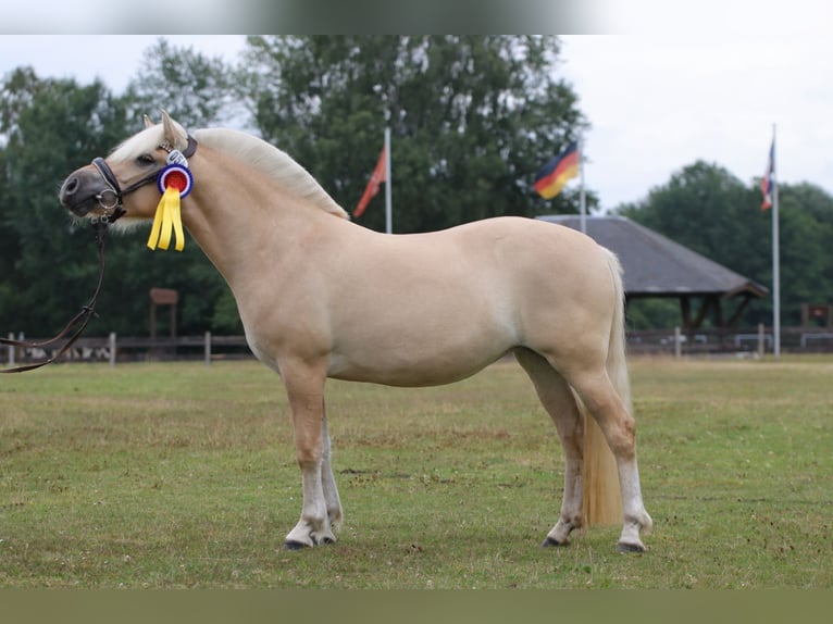 Koń fiordzki Klacz 3 lat 142 cm Bułana in Alt Duvenstedt