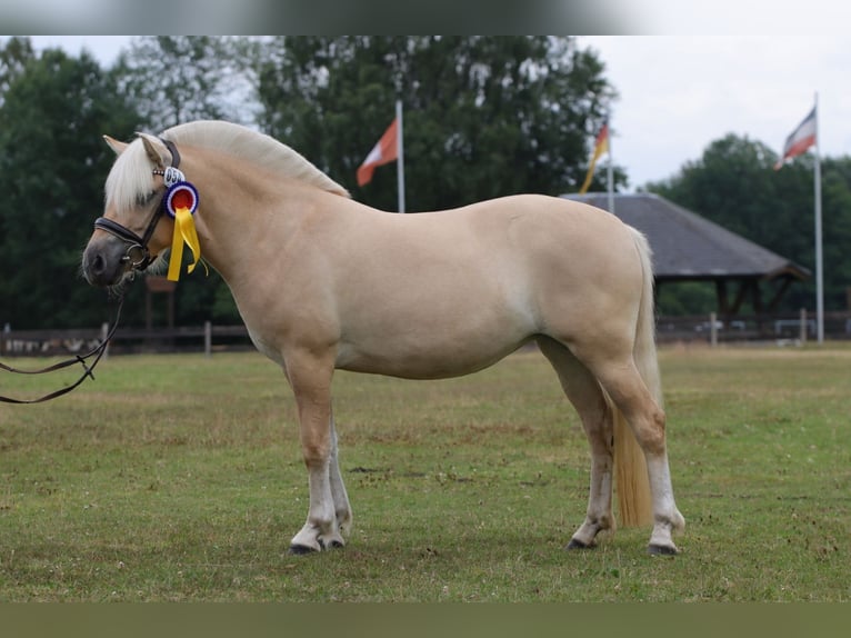 Koń fiordzki Klacz 3 lat 142 cm Bułana in Alt Duvenstedt