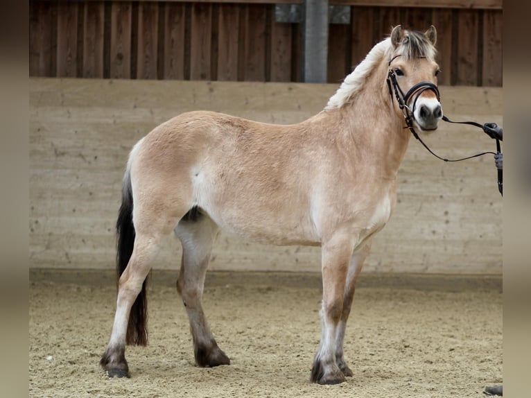 Koń fiordzki Klacz 3 lat 142 cm Bułana in Sankt Veit