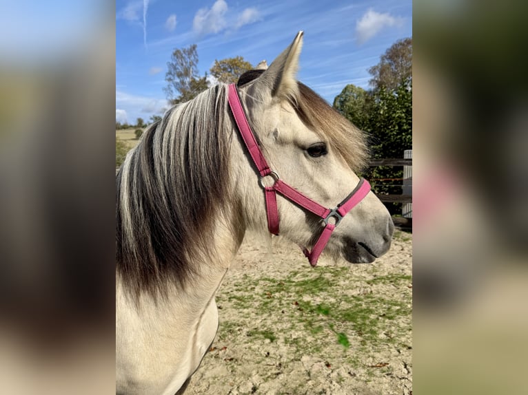 Koń fiordzki Mix Klacz 3 lat 142 cm Bułana in Heidenrod