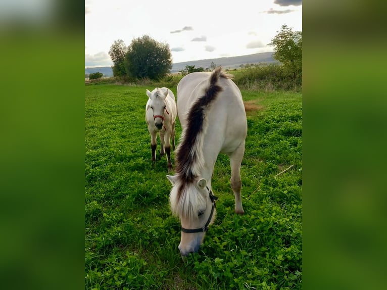 Koń fiordzki Mix Klacz 3 lat 142 cm Bułana in Heidenrod
