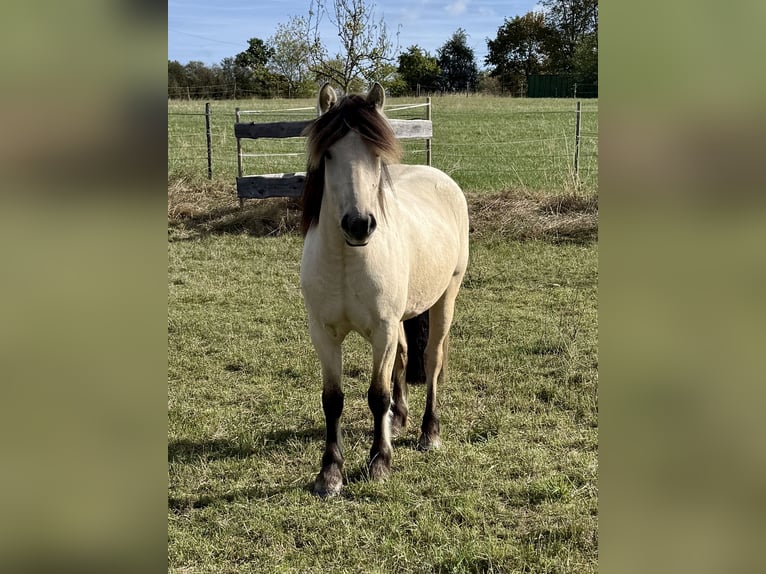 Koń fiordzki Mix Klacz 3 lat 142 cm Bułana in Heidenrod