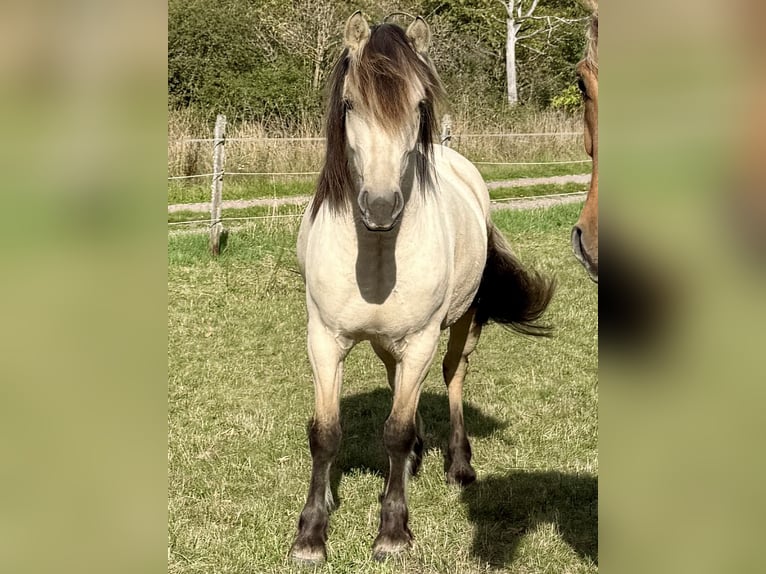 Koń fiordzki Mix Klacz 3 lat 142 cm Bułana in Heidenrod
