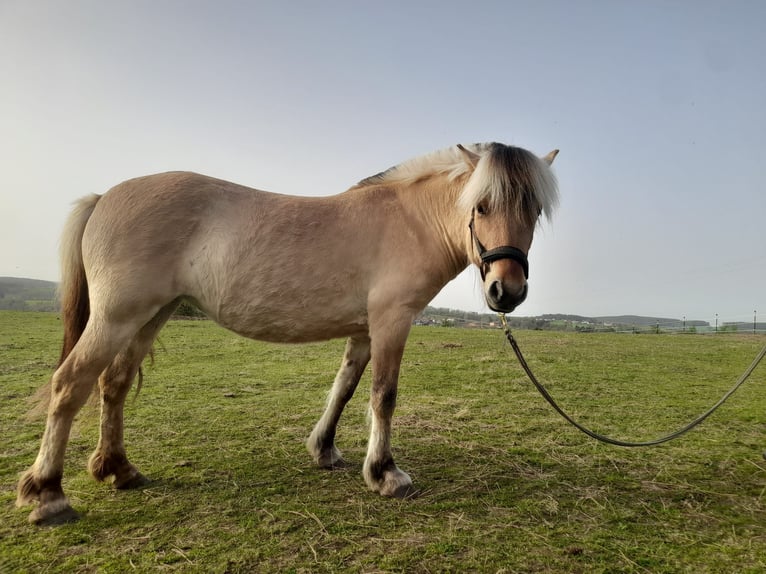 Koń fiordzki Klacz 3 lat 142 cm Bułana in Walderbach