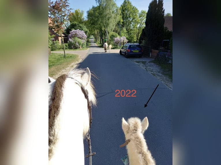 Koń fiordzki Klacz 3 lat 143 cm Bułana in Hitzacker