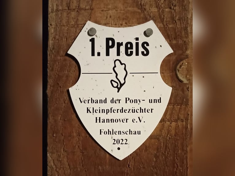 Koń fiordzki Klacz 3 lat 143 cm Bułana in Hitzacker