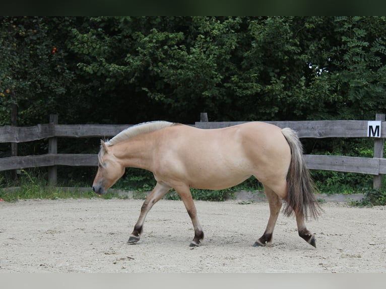 Koń fiordzki Klacz 3 lat 143 cm Bułana in Lautertal