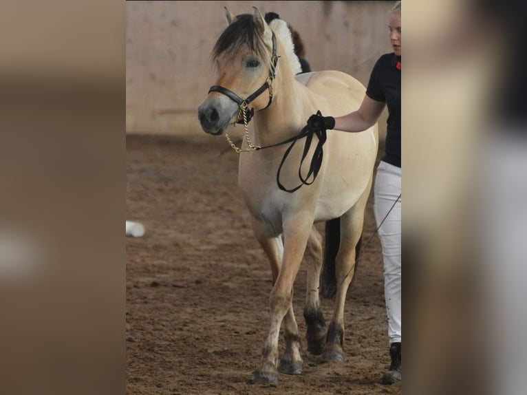 Koń fiordzki Klacz 3 lat 143 cm Bułana in FLETHSEE