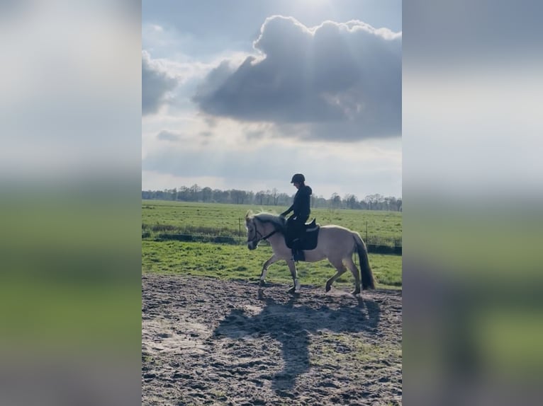 Koń fiordzki Klacz 3 lat 145 cm Bułana in Ostrhauderfehn