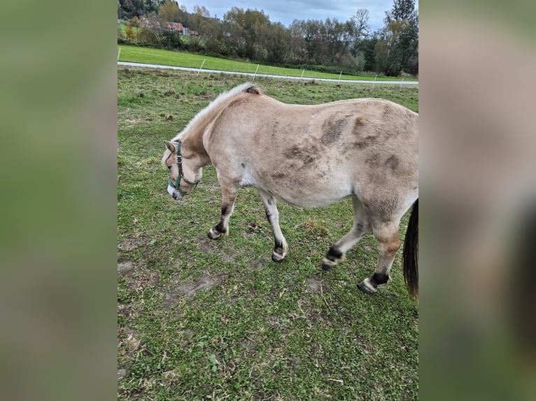 Koń fiordzki Klacz 3 lat 160 cm  in Kumberg