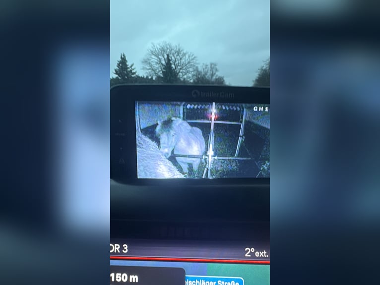 Koń fiordzki Klacz 4 lat 135 cm in Vaals