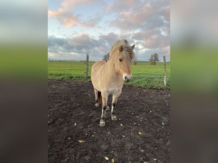 Koń fiordzki Klacz 4 lat 139 cm Bułana in Paplitz