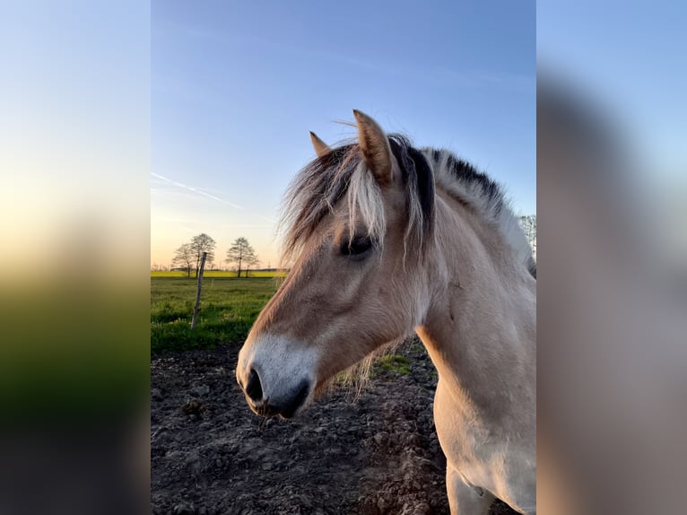 Koń fiordzki Klacz 4 lat 139 cm Bułana in Paplitz
