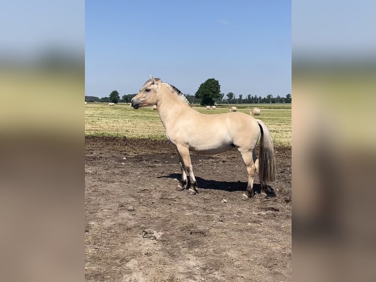 Koń fiordzki Klacz 4 lat 139 cm Bułana in Paplitz