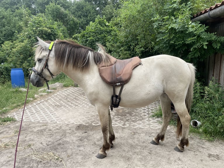 Koń fiordzki Klacz 4 lat 144 cm Bułana in Hitzacker