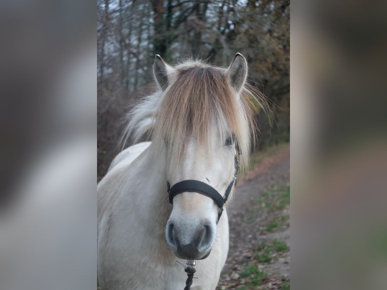 Koń fiordzki Klacz 4 lat 144 cm Bułana in Hitzacker