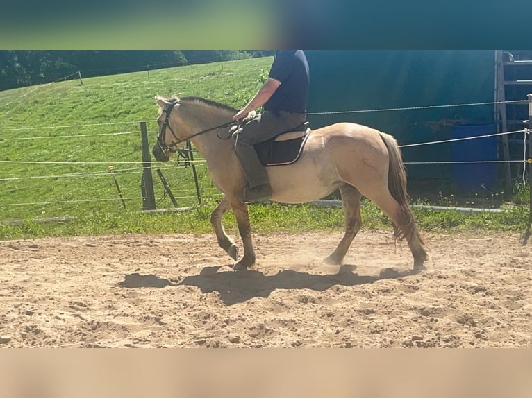 Koń fiordzki Klacz 4 lat 145 cm Bułana in Morsbach