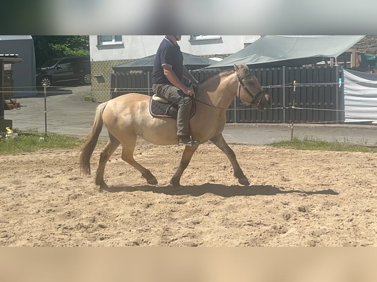 Koń fiordzki Klacz 4 lat 145 cm Bułana in Morsbach