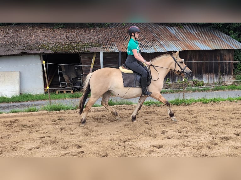 Koń fiordzki Klacz 4 lat 145 cm Bułana in Morsbach